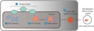 Bioconversion of inorganic selenium to less toxic selenium forms by microbes: A review